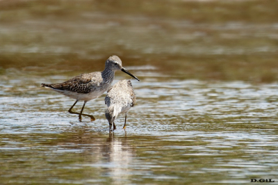 PLAYERO ZANCUDO (Calidris himantopus) - Arroyo Colorado - CANELONES (Octubre 2023)